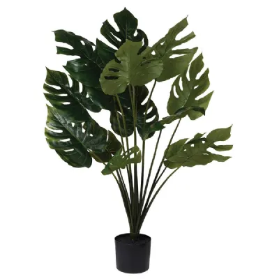 Green Monstera In Black Plastic Pot