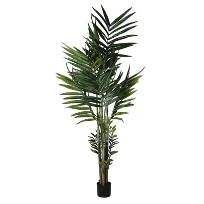 Large Tall Green Kentia Palm In Black Plastic Pot 210cm Tall