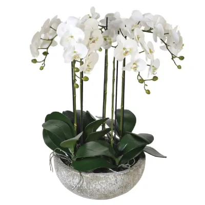 Large White Orchid Phalaenopsis Plants In Stone Look Bowl