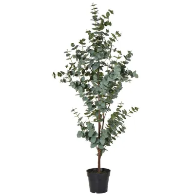 Green Eucalyptus Tree