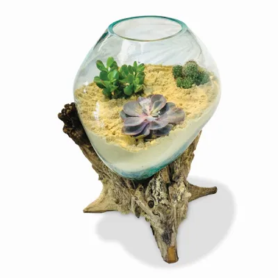 Clear Glass Sphere Vivarium Sculpture with Teak Root Base