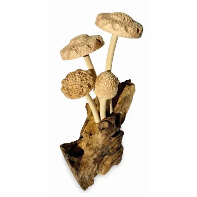 4 Shitake Mushrooms On Driftwood