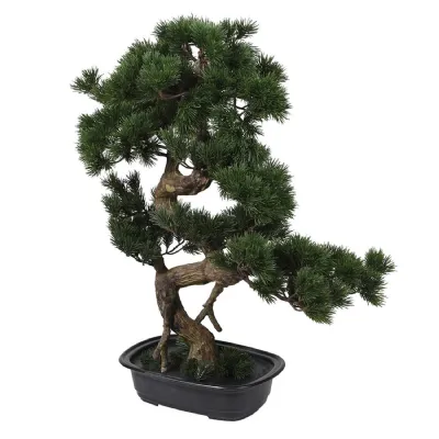 Pine Bonsai Tree