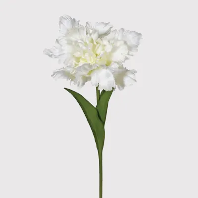 White Parrot Tulip with Leaves