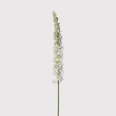 Cream Eremurus Spray
