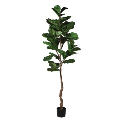 Fiddle Leaf Plant in Black Plastic Pot