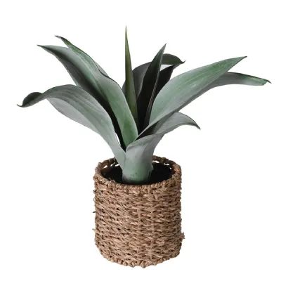 Agave Plant in Rattan Pot