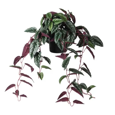 Variegated Burgundy Hanging Cissus Discolor Begonia in Plastic Pot