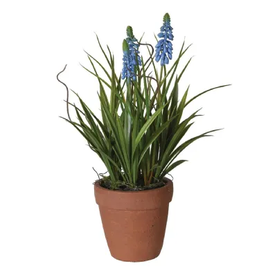 Blue Muscari in Terracotta Pot