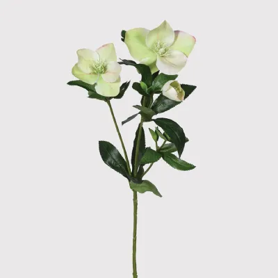Touch of Blush Hellebore Stem with Leaves