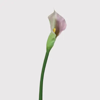 Touch of Lilac Calla Lily