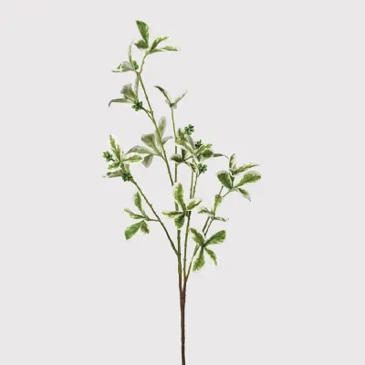 Variegated Ficus Leaf Stem
