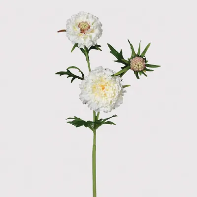 White Scabiosa Spray with Leaves
