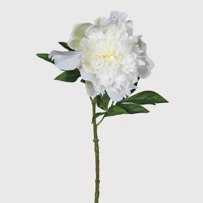 Snow White Peony with Leaves
