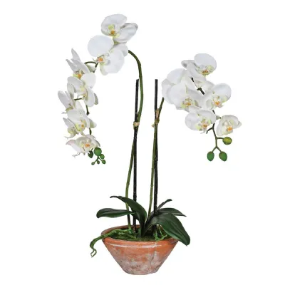 White Phalaenopsis Orchid in Terracotta Pot