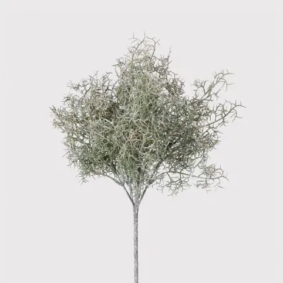 Spanish Moss Bush