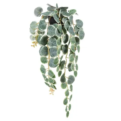 Hanging Saxifraga in Black Plastic Pot