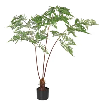 Sword Fern Plant in Black Plastic Pot