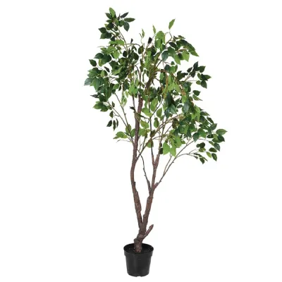 Two tone Ficus Tree in Black Pot