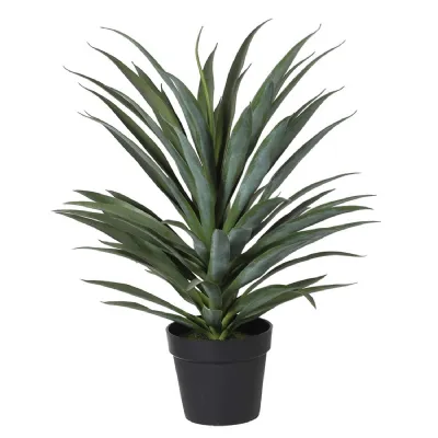 Yucca Plant in Black Plastic Pot