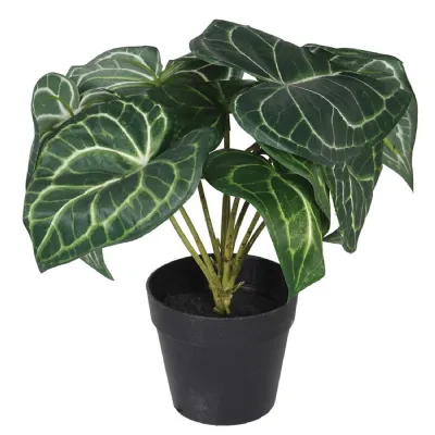 Syngonium Plant in Black Pot
