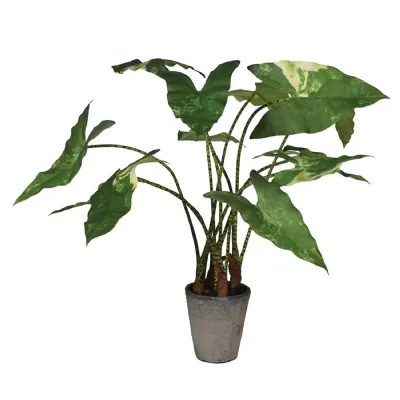 Variegated Zebra Plant in Grey Pot