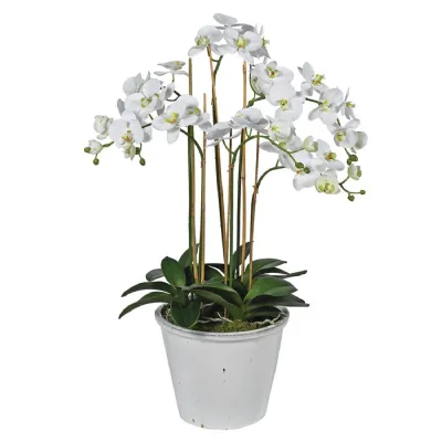 Phalaenopsis Orchid in White Ceramic Pot