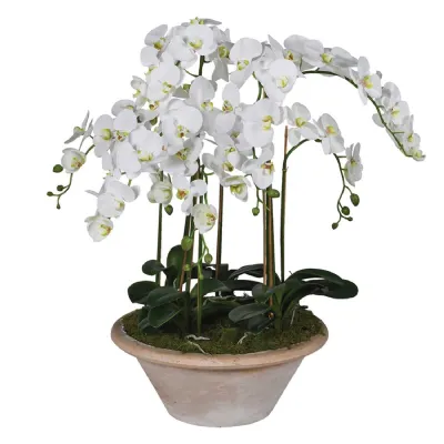 Soft Touch White Orchid in Large Clay Pot