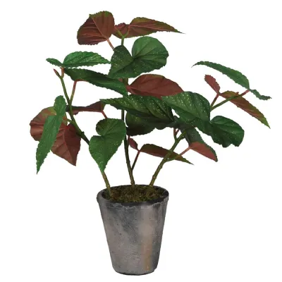 Spotted Begonia in Grey Pot