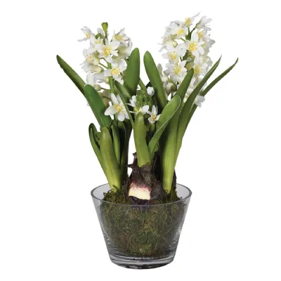 Stages of Growth Hyacinth in Glass Vase