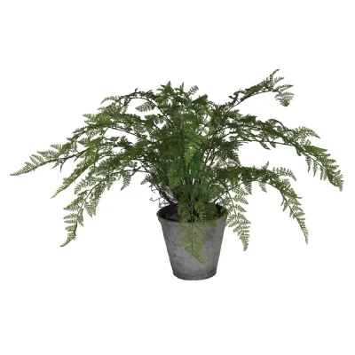 Fern Bush in Ceramic Pot