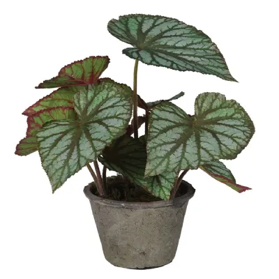 Begonia Rex in Ceramic Pot