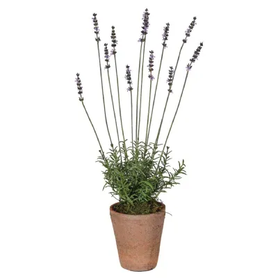 Rustic Lavender in Terracotta Pot