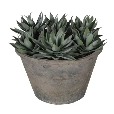 Sempervivum Succulent in Rustic Grey Pot