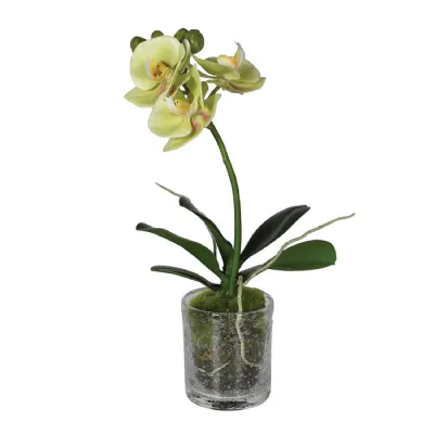 Lime Phalaenopsis Orchid in Glass Vase