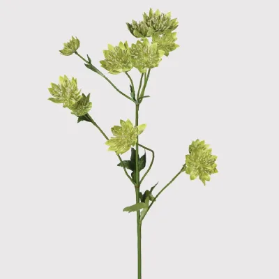 Green Astrantia Stem with Leaves