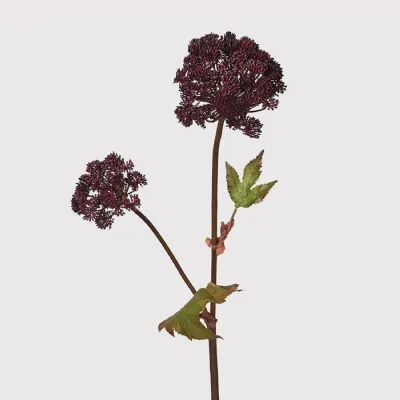 Burgundy Angelica Seed Head with Leaves