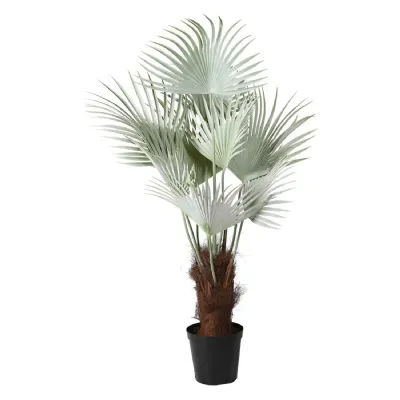 Mexican Blue Fan Palm in Black Plastic Pot