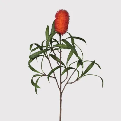 Red Protea Stem with Leaves