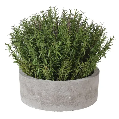 French Rosemary in Grey Pot