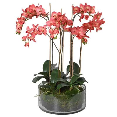 D. Pink Phalaenopsis Orchid In Pot
