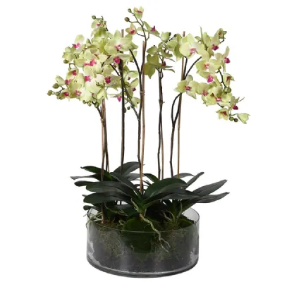 Lime Green Phalaenopsis Orchid In Mossy Glass Pot