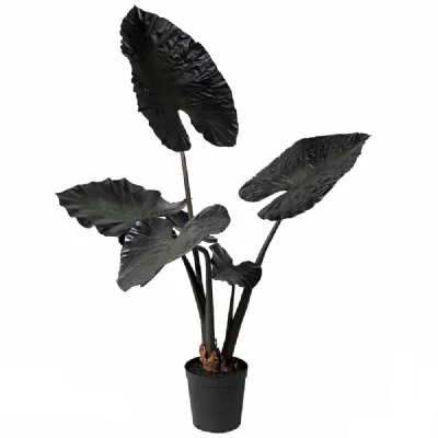 Dark Burgundy Alocasia In Pot