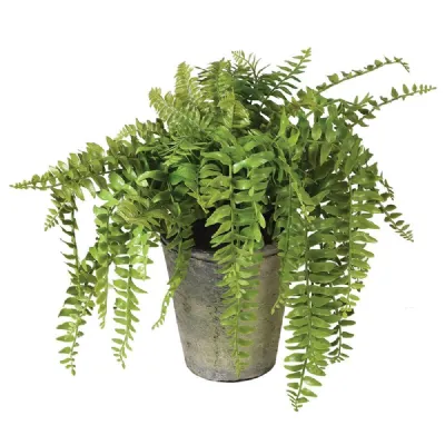 Green Fern Plant In Pot