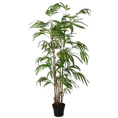 Tall Bamboo Plant In Pot