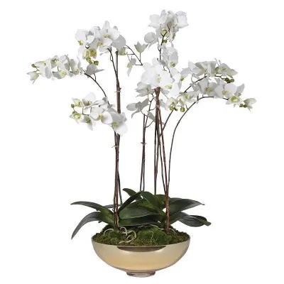 White Phaleonopsis In Glass