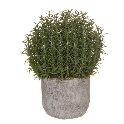 Rosemary Bush Ball In Grey Cement Pot