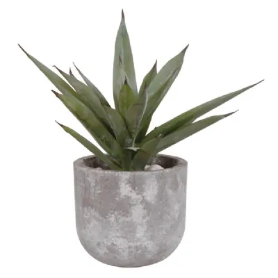 Aloe Vera In Grey Cement Pot