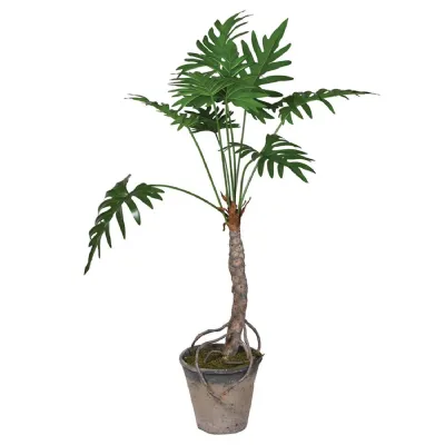 Tall Monstera with Exposed Root in Grey Pot