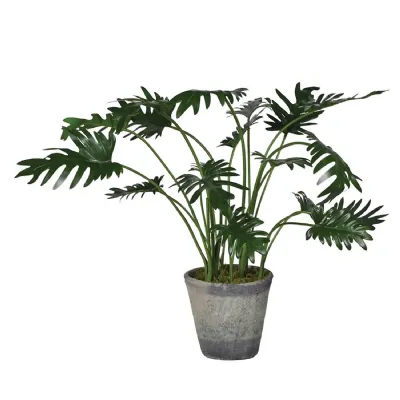 Monstera with Moss in Grey Pot